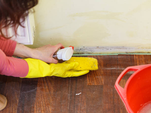 Best Emergency Mold Remediation  in Nice, CA